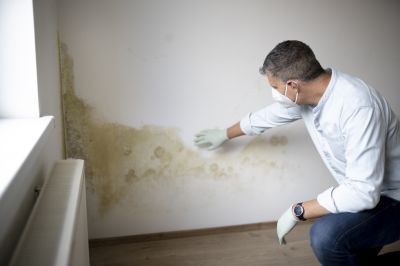 Mold Remediation Specialists